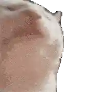 Cat listening to music