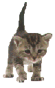 A meowing cat