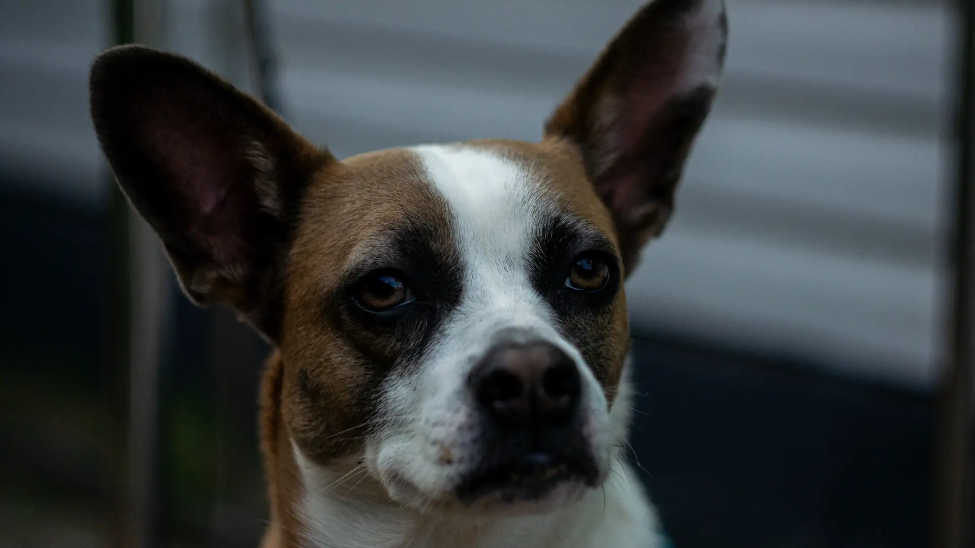 Owner of this dog said that she loves ice cream